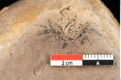 Foto (Detailsansicht) von Fagus feroniae Unger (NHMW-GEO-2024-0188-0982)